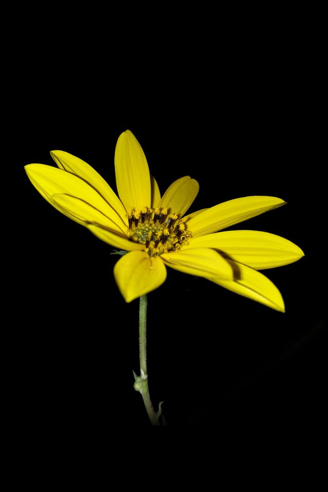Flower Yellow Nature Art Dark Minimal Simple Android wallpaper
