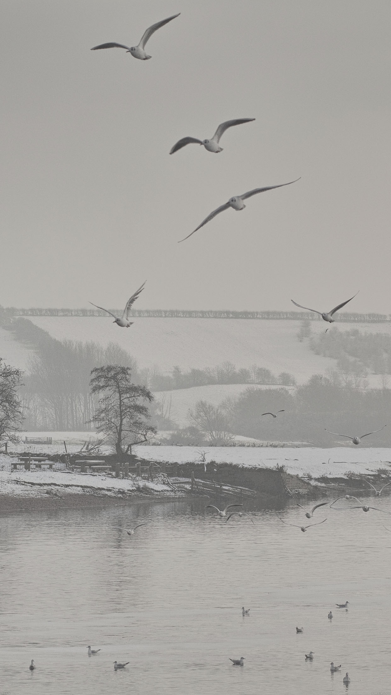 Fly Birds Snowy River Winter Lake Nature Android wallpaper