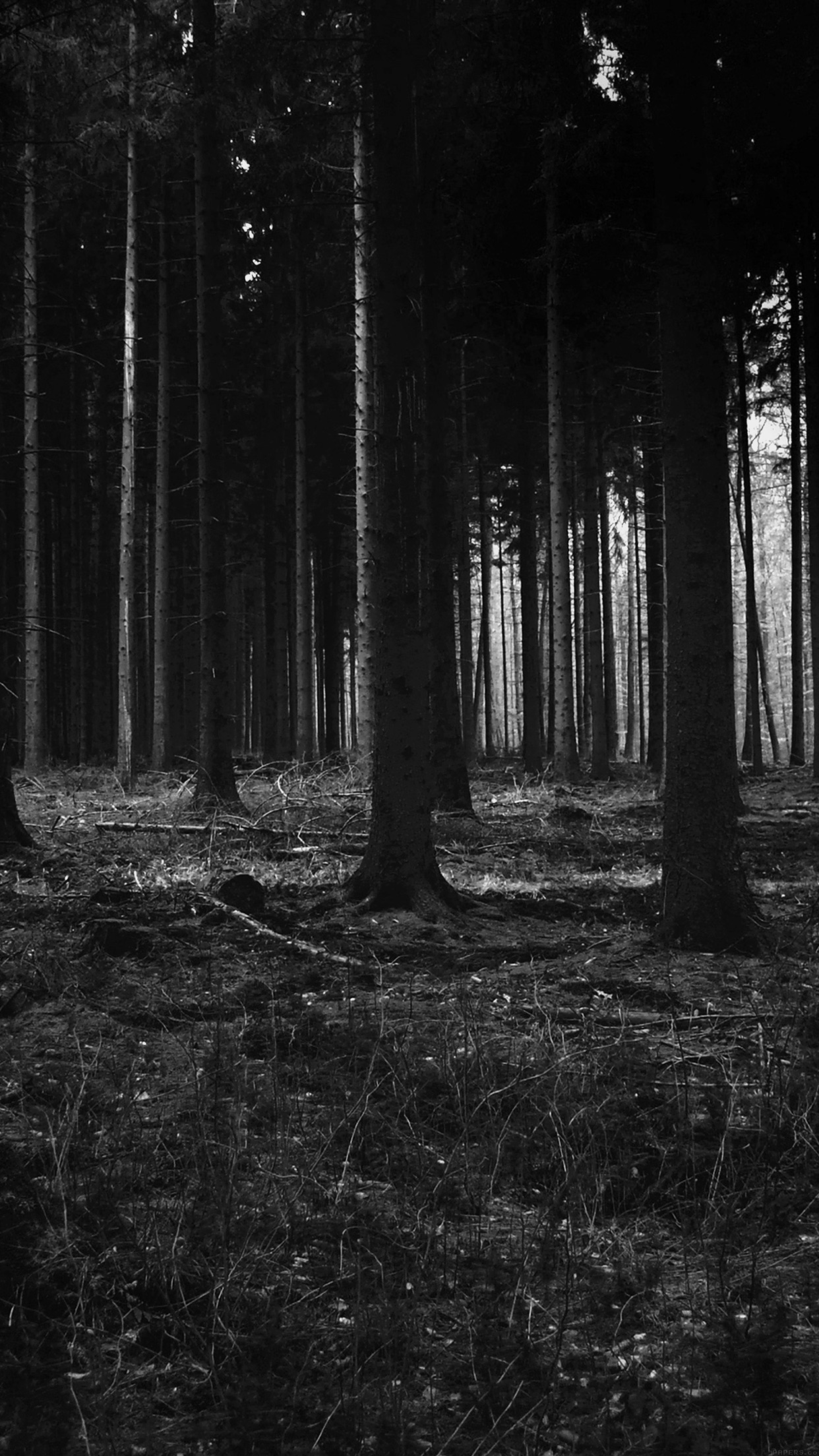 Forest Dark Scary Night Trees Nature Android wallpaper