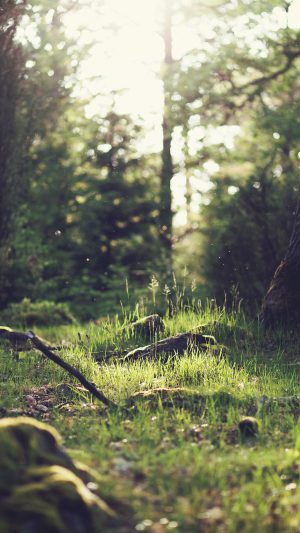Forest Green Nature Tree Jonas Nilsson Lee Android wallpaper