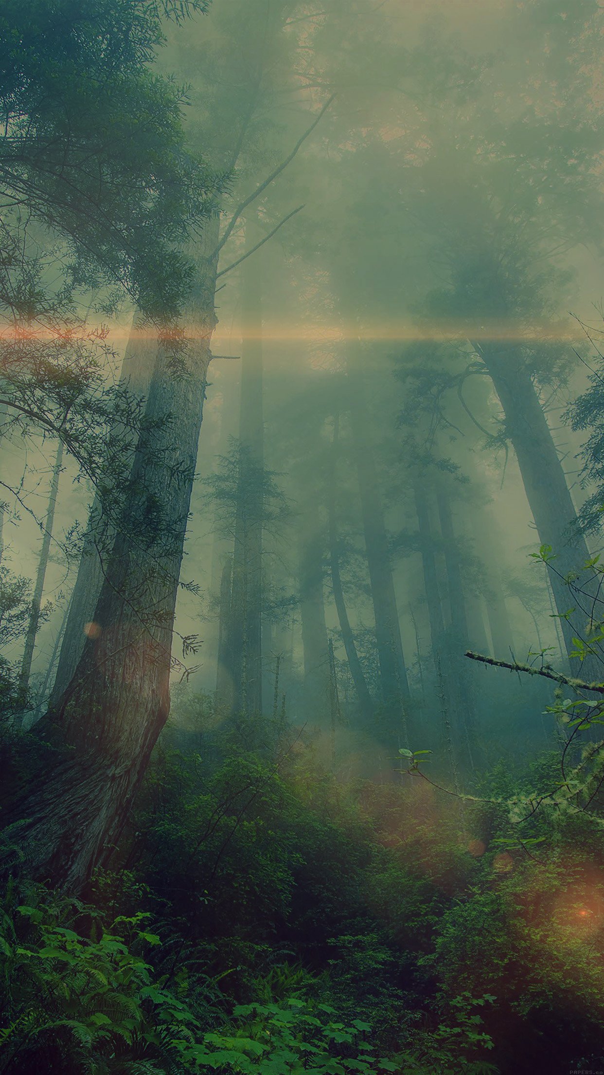 Forest Wood Fog Flare Nature Green Android wallpaper