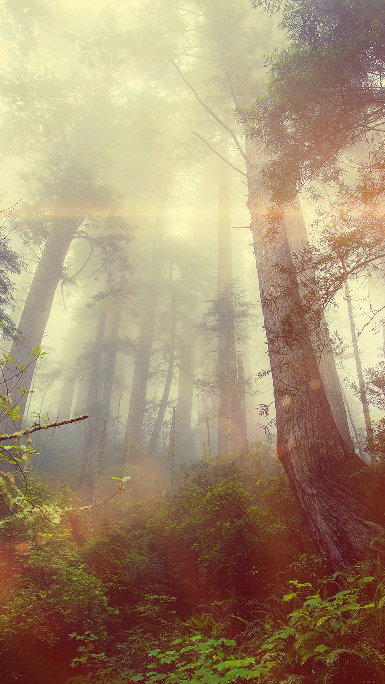 Forest Wood Fog Flare Red Nature Green Android wallpaper