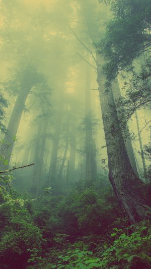 Forest Wood Fog Nature Green Android wallpaper