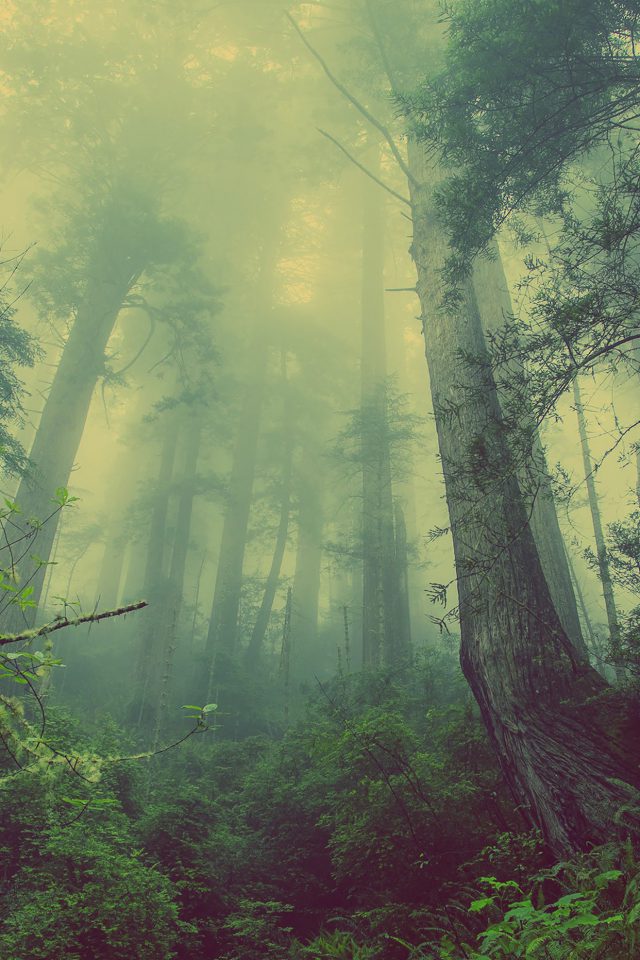 Forest Wood Fog Nature Green Android wallpaper
