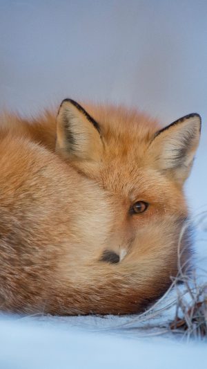 Fox Cold Winter Red Nature Android wallpaper