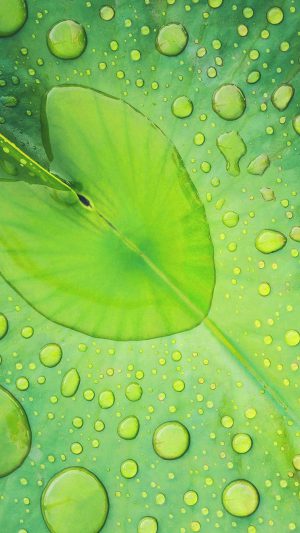 Frog Boy Leaf Flower Nature Android wallpaper