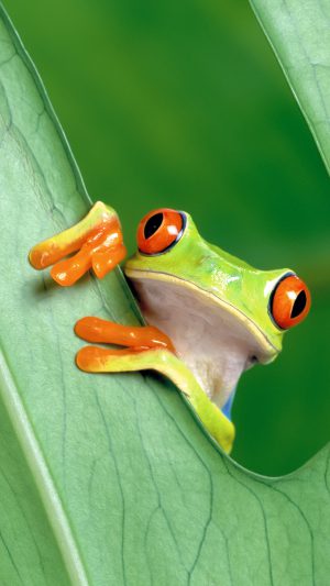 Frog Leaf Nature Android wallpaper