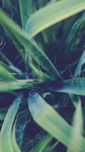 Garden Leaf Flower Green Bokeh Nature Android wallpaper