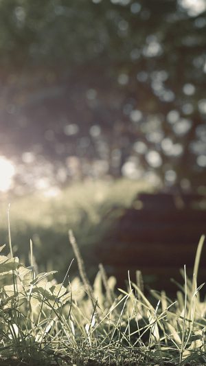 Gipsy In The Woods Flower Nature Bokeh Android wallpaper
