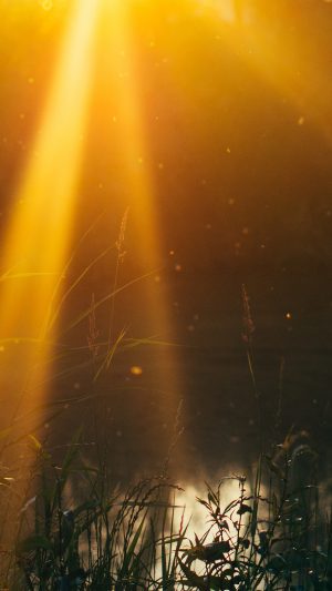 God Light Loves You Nature Flower Lake Android wallpaper