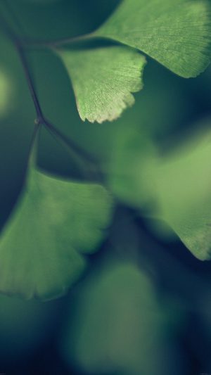 Good Luck Blue Clovers Leaf Nature Android wallpaper