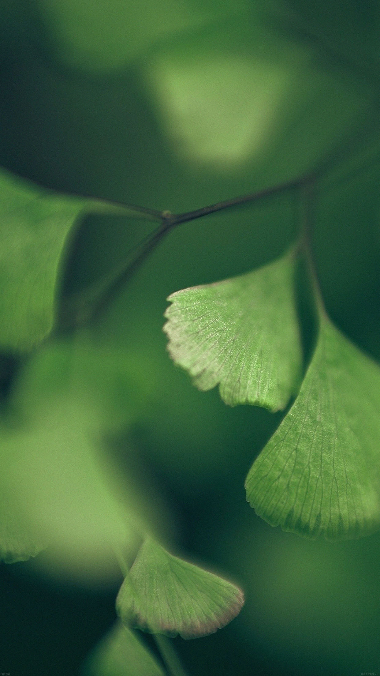 Good Luck Clovers Leaf Nature Android wallpaper