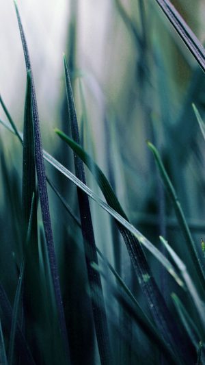 Grass Blue Bw World Garden Leaf Nature Android wallpaper