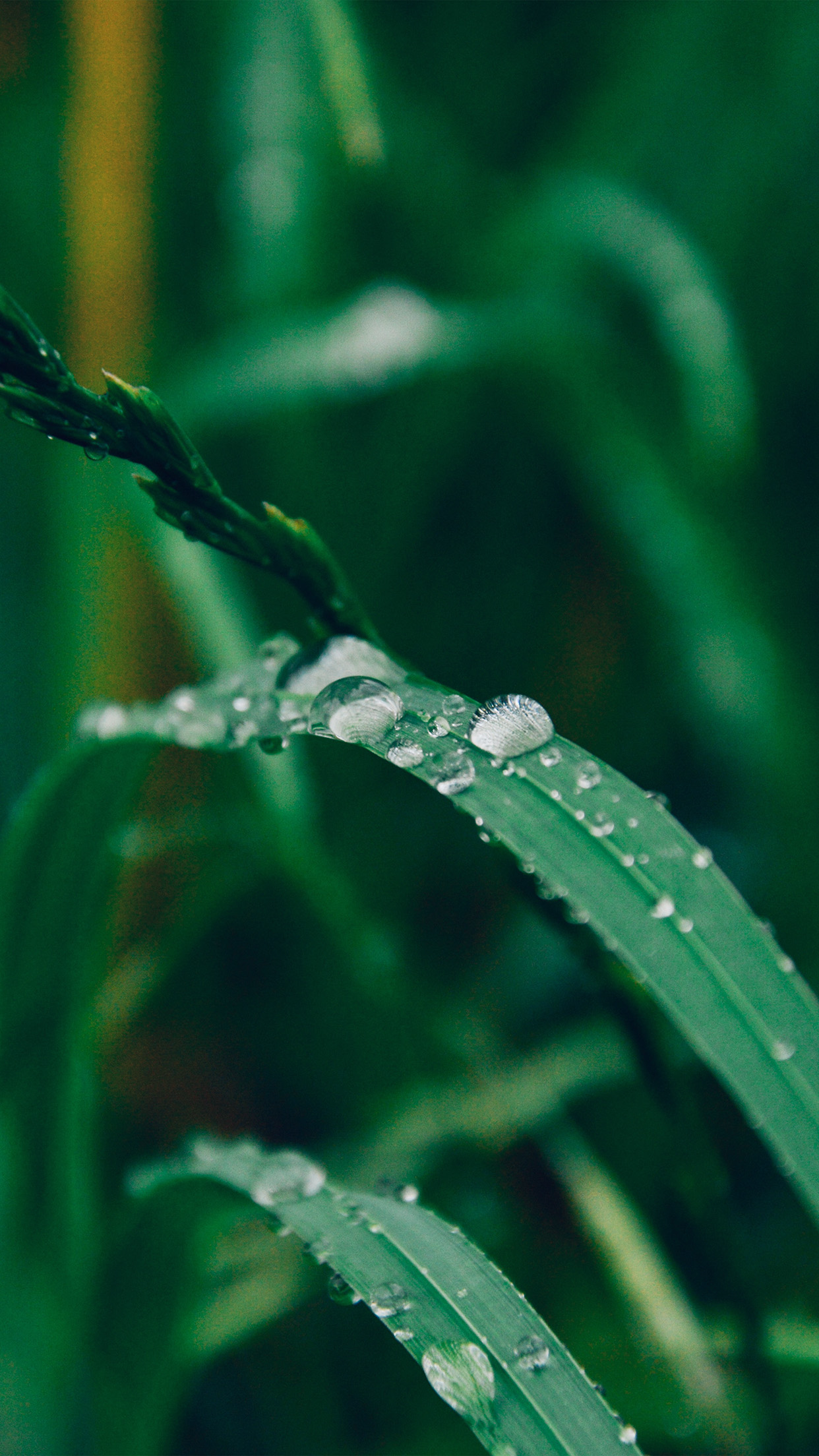 Grass Drop Water Rain Nature Forest Android wallpaper