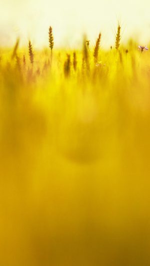 Grass Field Nature Golden Pattern Android wallpaper