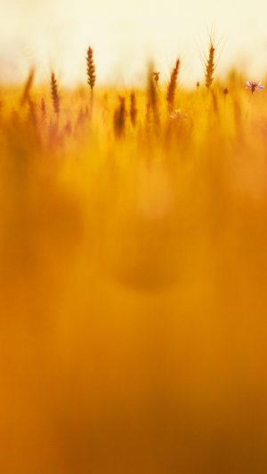 Grass Field Nature Orange Red Pattern Android wallpaper