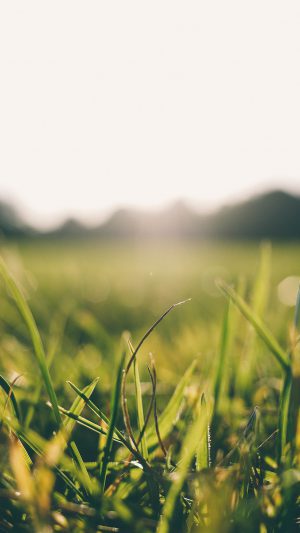 Grass Green Bokeh Light Summer Nature Android wallpaper