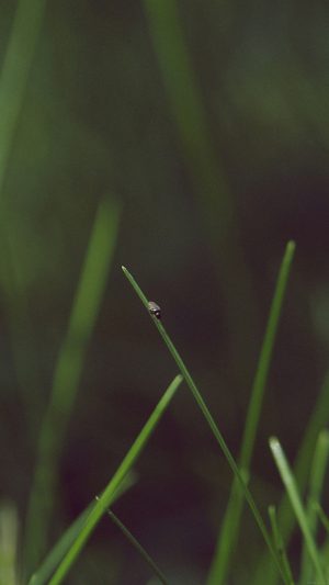 Grassy Leaf Flower Nature Android wallpaper