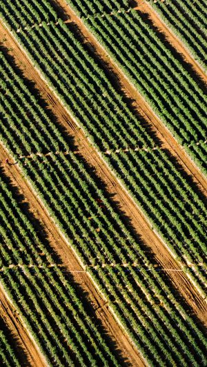 Green Field Nature Pattern Android wallpaper