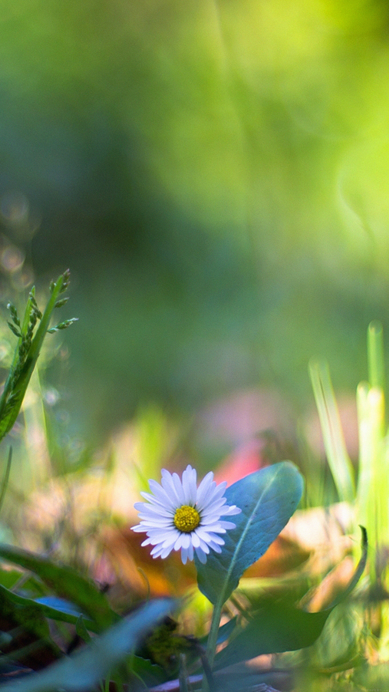 Green Lawn Flower Bokeh Nature Android wallpaper