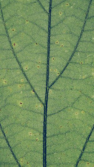 Green Leaf Texture Nature Pattern Android wallpaper
