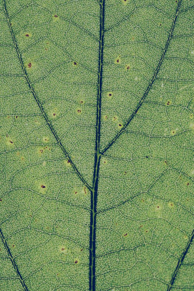 Green Leaf Texture Nature Pattern Android wallpaper