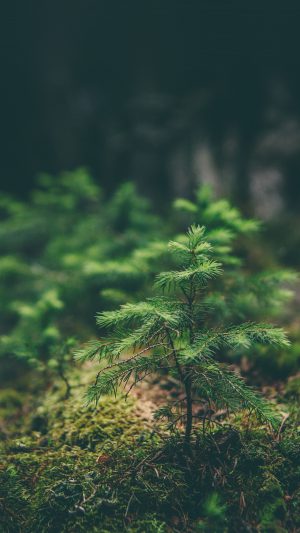 Green Moss Flower Nature Android wallpaper