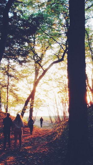 Hiking Mountain Wood Sunset Nature Android wallpaper
