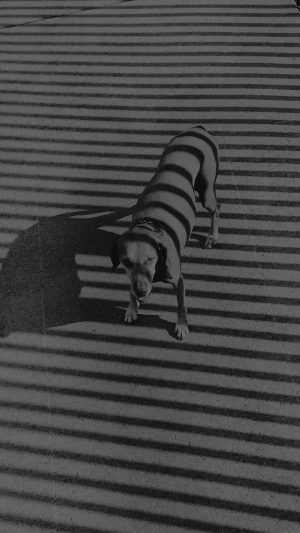 Hot Dog Bw Dark Black Photography Art Nature Android wallpaper