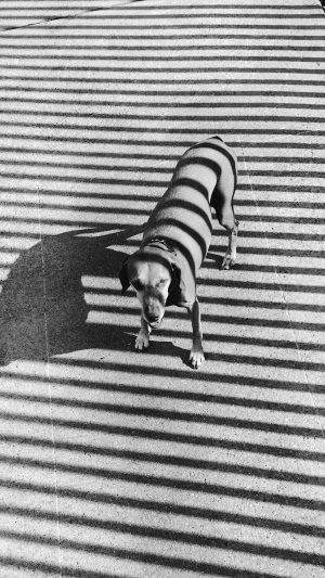 Hot Dog Bw Dark Photography Art Nature Android wallpaper