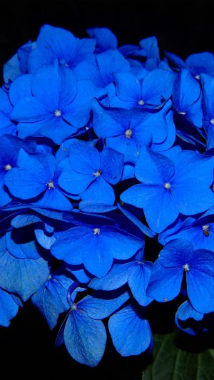 Hydrangea Blossom Flower Blue Dark Nature Android wallpaper