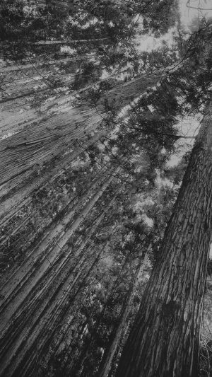 In Forest Tall Tree Flare Dark Bw Kim Daniel Nature Android wallpaper