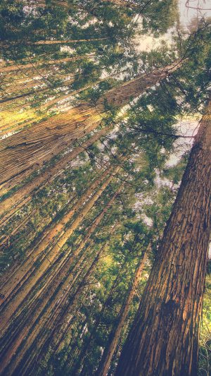 In Forest Tall Tree Flare Green Kim Daniel Nature Android wallpaper