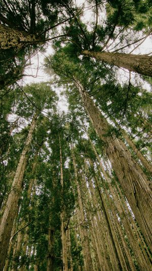 In Forest Tall Tree Kim Daniel Nature Android wallpaper