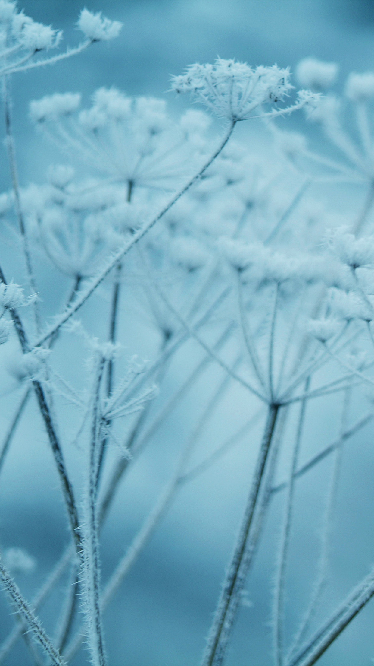 Ipad Snow Winter Flower Blue Nature Bokeh Android wallpaper