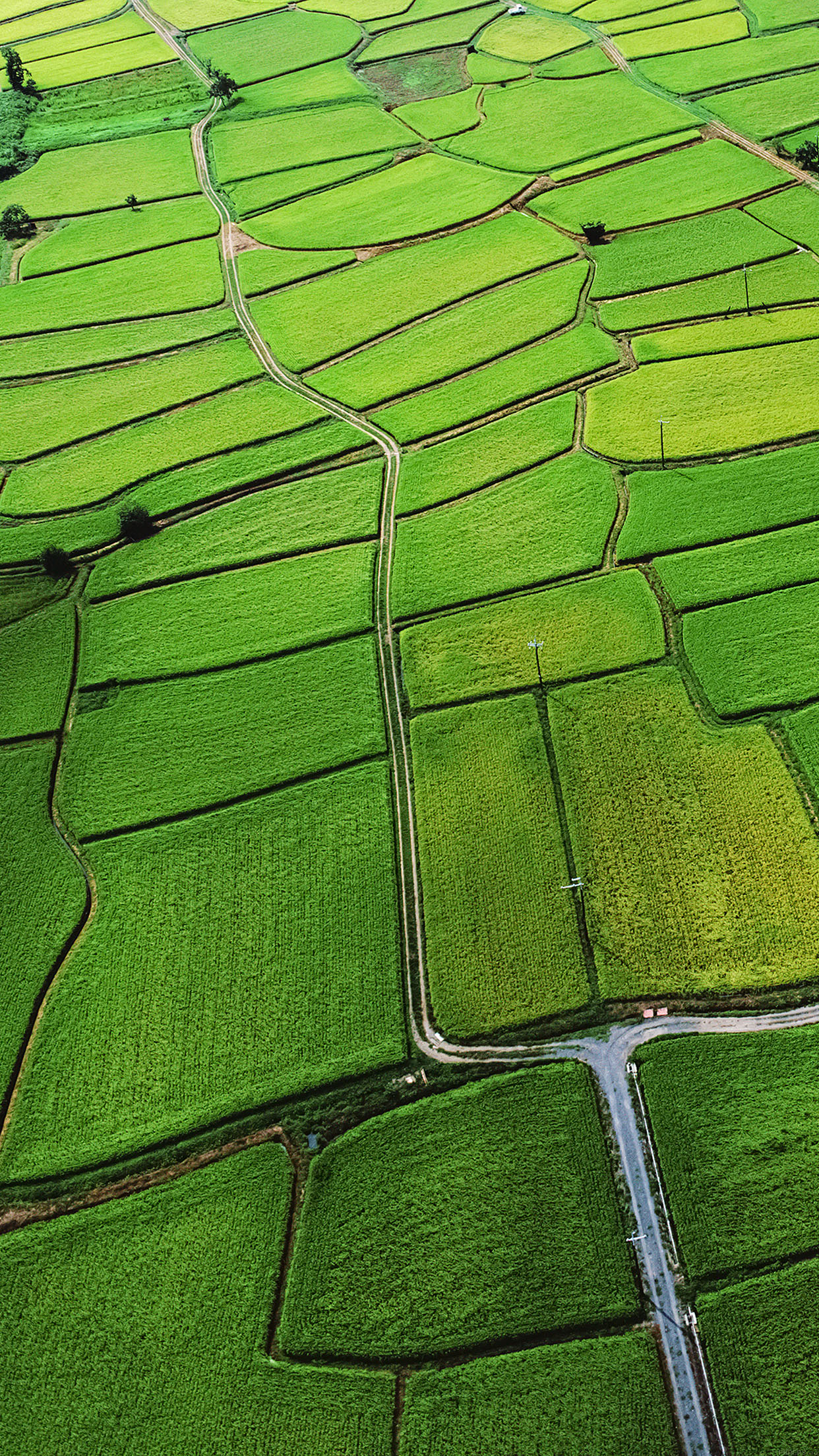 Japan Rice Paddy Field Nature Android wallpaper
