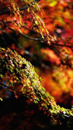 Japanese Maple Tree Fall Nature Android wallpaper