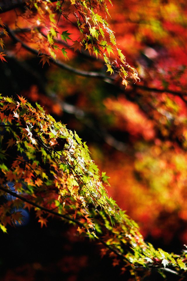 Japanese Maple Tree Fall Nature Android wallpaper