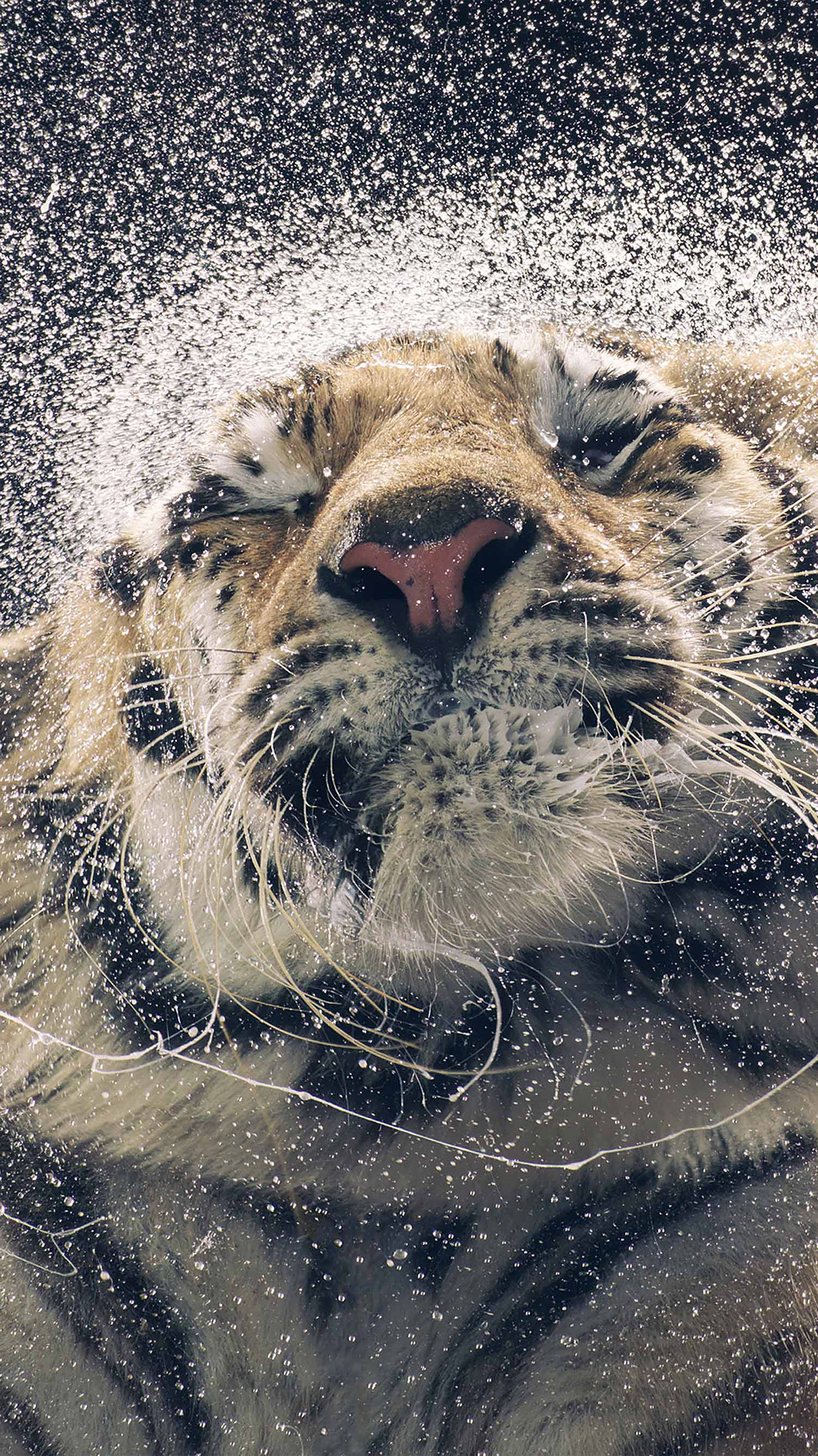 Kanja Shaking Tiger Water Animal Android wallpaper