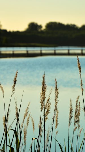 Lake View Flower Water Calm Nature Bokeh Android wallpaper