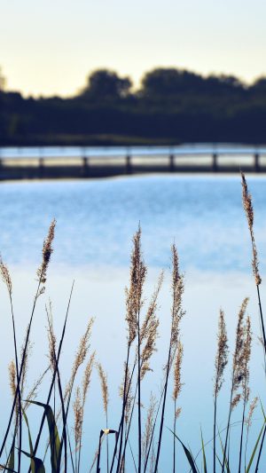Lake View Flower Water Calm Nature Bokeh Blue Android wallpaper