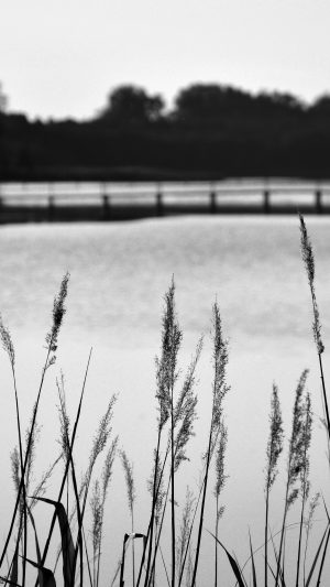 Lake View Flower Water Calm Nature Bokeh Dark Bw Android wallpaper