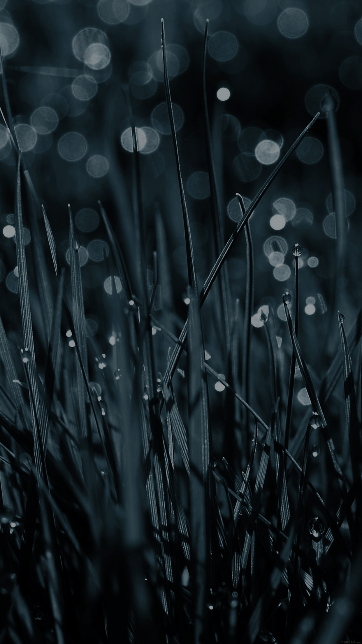 Lawn Grass Blue Rain Nature Android wallpaper