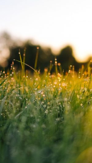Lawn Green Nature Sunset Light Bokeh Sprin Android wallpaper