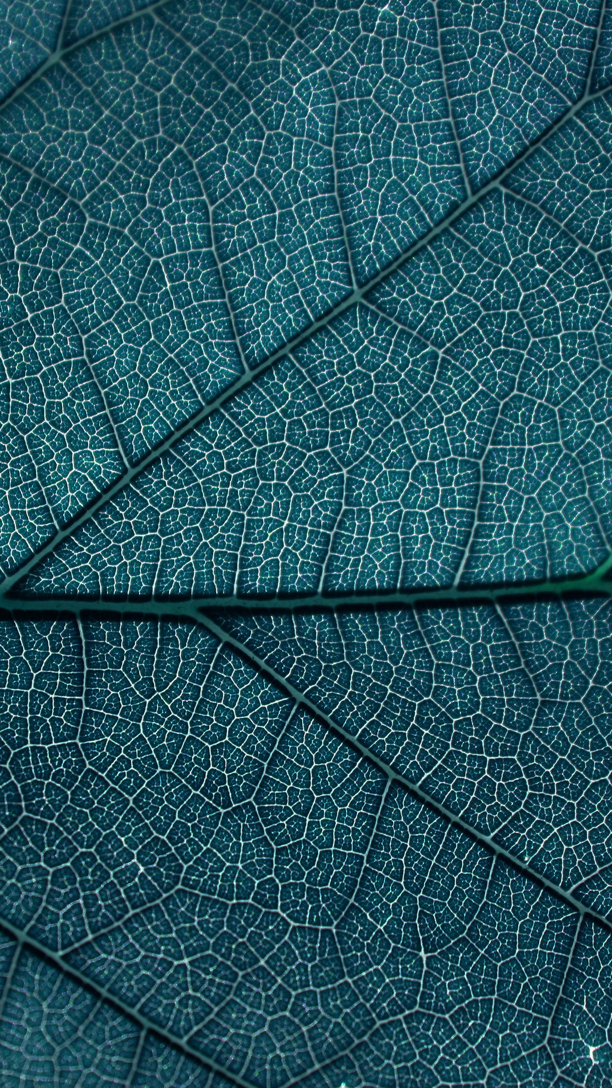 Leaf Blue Dark Nature Texture Pattern Android wallpaper