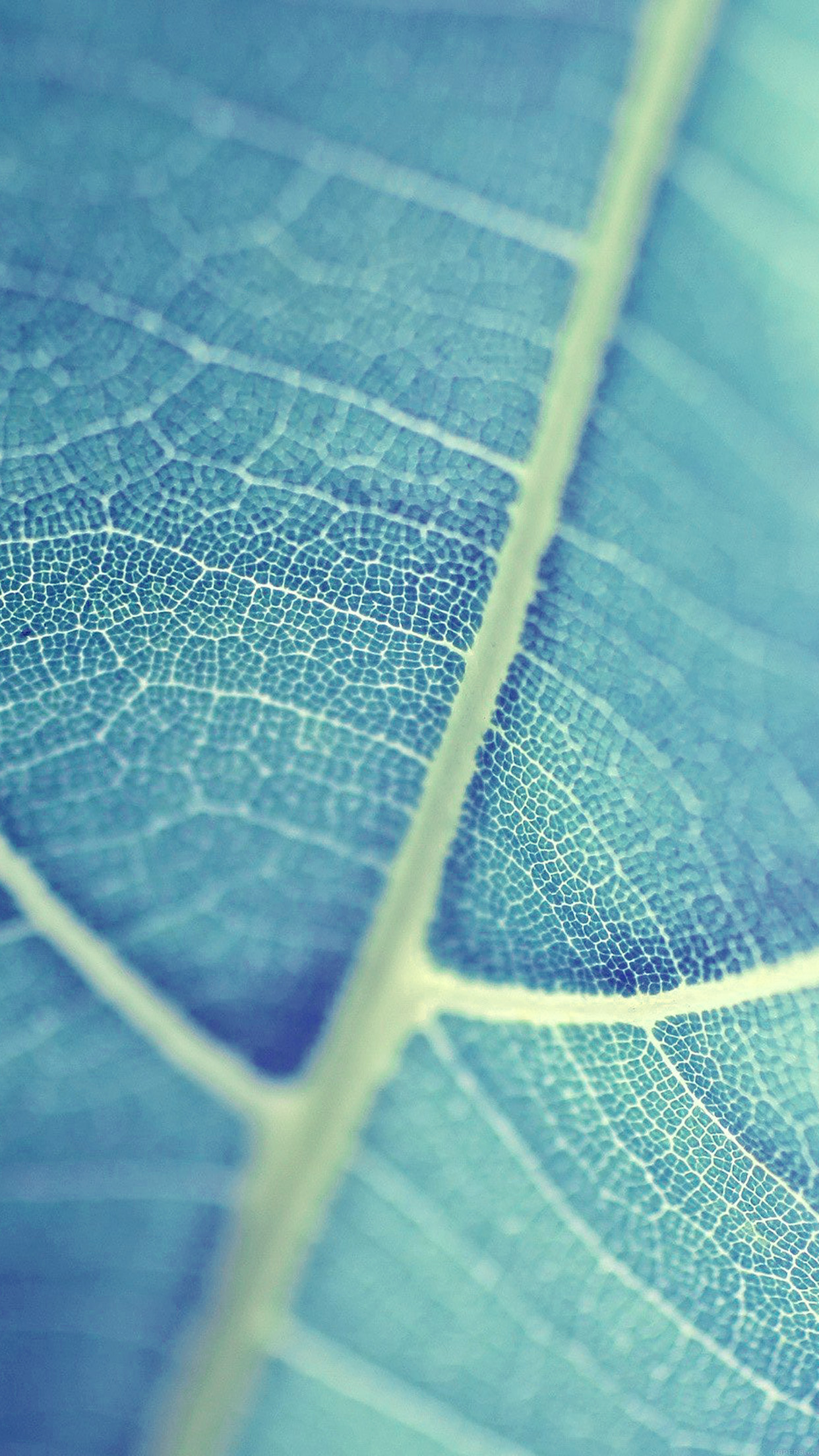 Leaf Bokeh Blue Nature Android wallpaper