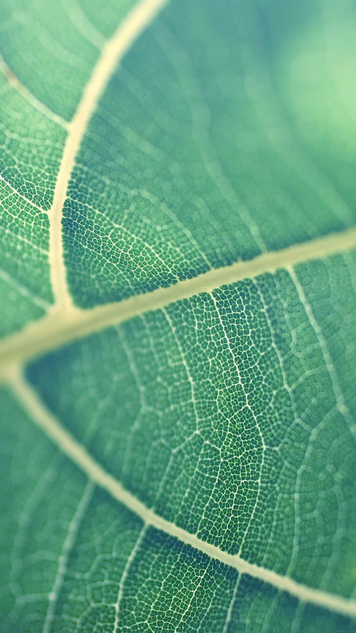 Leaf Bokeh Green Nature Android wallpaper