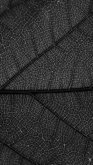 Leaf Dark Bw Nature Texture Pattern Android wallpaper