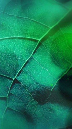Leaf Flare Nature Green Wood Love Pattern Android wallpaper