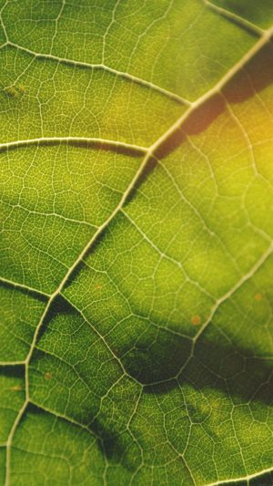 Leaf Flare Nature Wood Love Pattern Android wallpaper
